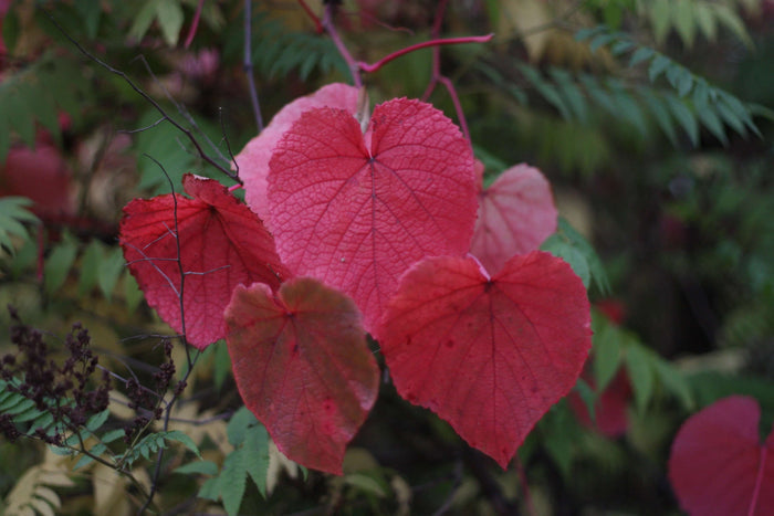Vindruva / Amurvin: Mycket Härdig Vinranka 60-80 cm (Vitis amurensis) med vackra röda hjärtformade blad.