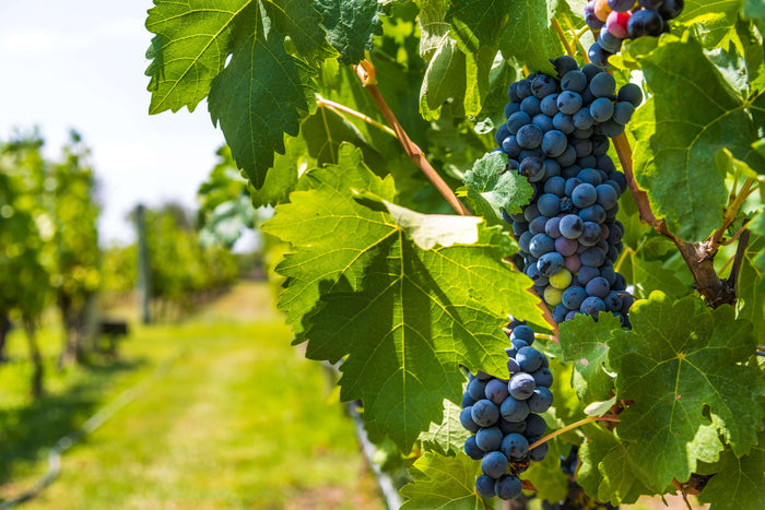 Vindruva 'Boskoop Glory': Självfertil Sort 150-175 cm (Vitis vinifera)