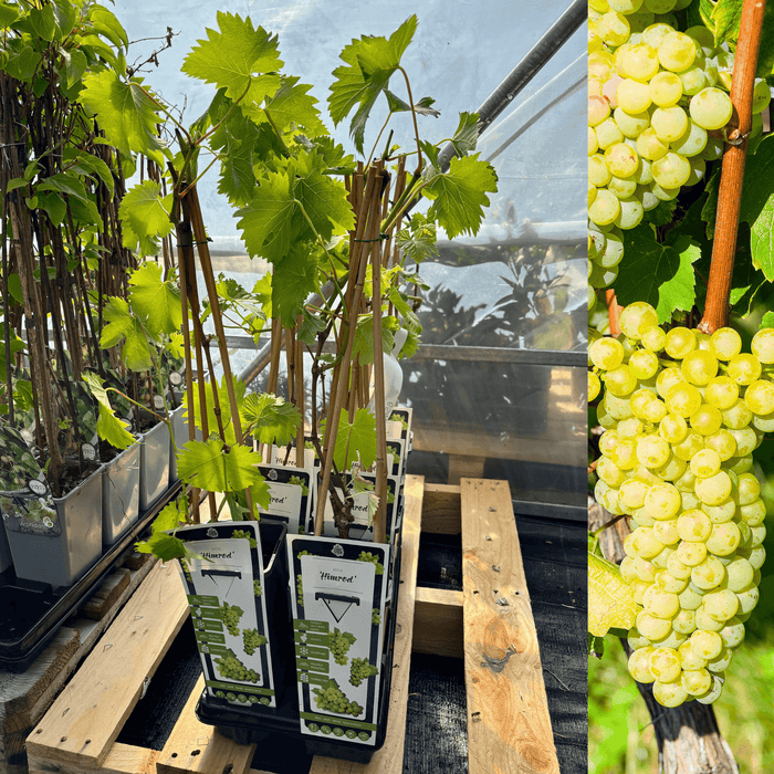 Vindruva 'Himrod': Självfertil & Kärnfri Sort 40-50 cm (Vitis labrusca × vinifera)