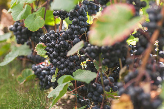 Vindruva 'Rondo' 60-80 cm (Vitis vinifera x amurensis) med mörka druvor på vinrankor.