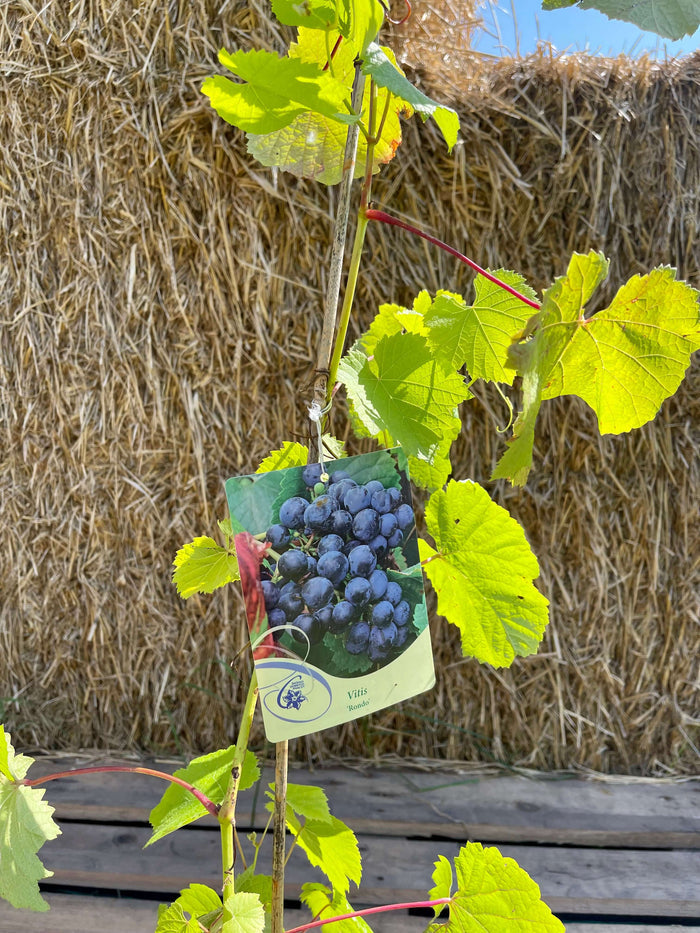 Vindruva 'Rondo' 60-80 cm (Vitis vinifera x amurensis) med etikett och gröna blad på vinrankan.
