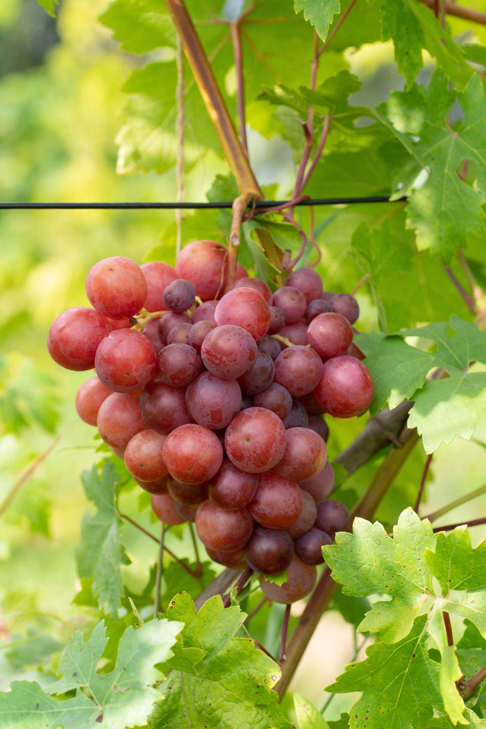 Vindruva 'Swenson Red' 60-80 cm (Vitis vinifera) på vinranka med rosaröda druvor.