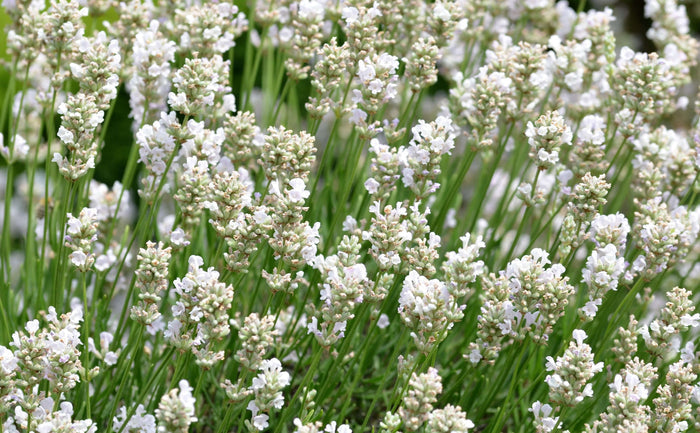 Vit Lavendel 'Alba' 20-30 cm (Lavandula angustifolia)