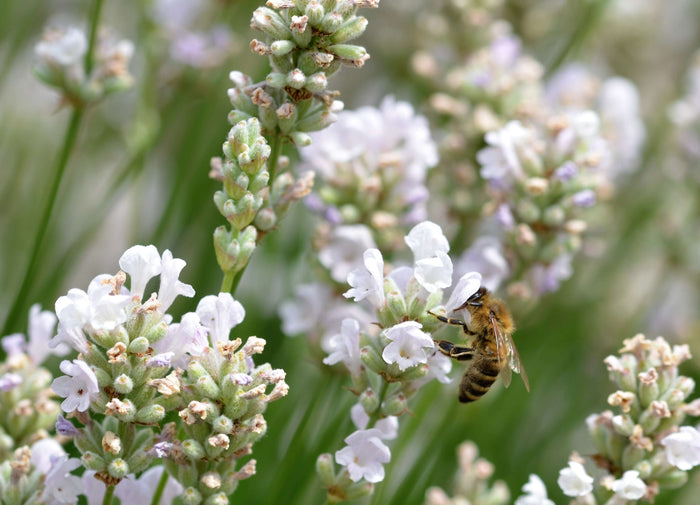 Vit Lavendel 'Alba' 20-30 cm (Lavandula angustifolia)