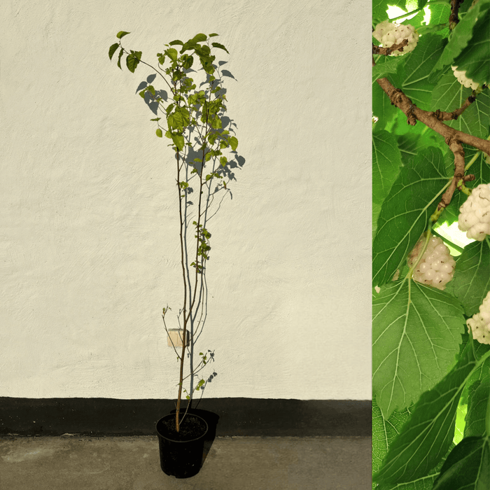 Vitt Mullbärsträd i olika storlekar 80-160 cm (Morus alba) i P9 kruka med gröna blad och frukter.