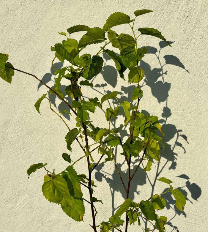 Vitt Mullbärsträd i olika storlekar 80-160 cm (Morus alba) med gröna blad mot en ljus vägg.