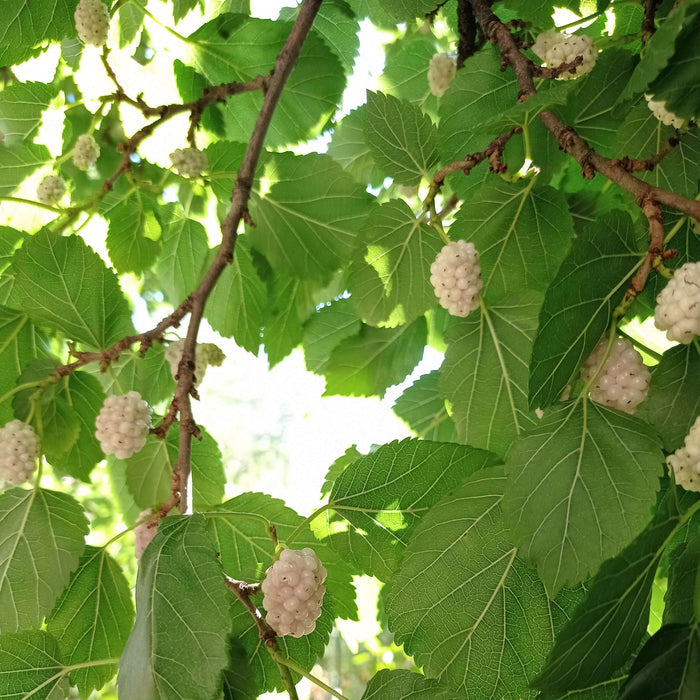 Vitt Mullbärsträd i olika storlekar 80-160 cm (Morus alba) med vita bär och gröna blad.