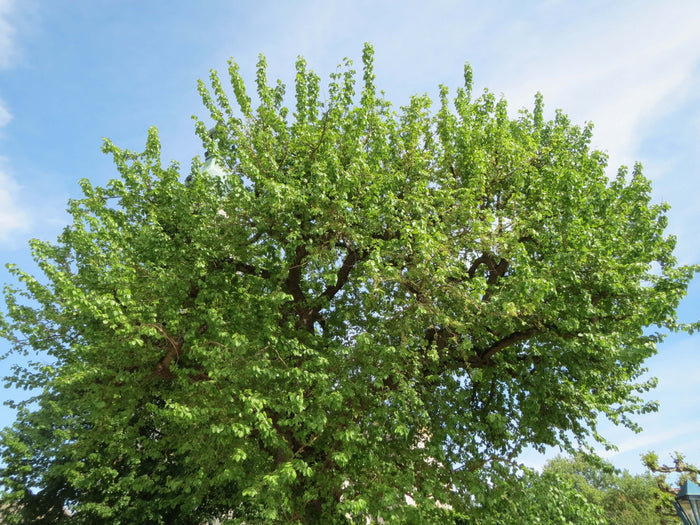 Vitt Mullbärsträd i olika storlekar 80-160 cm (Morus alba) med frodig grön bladverk under klar himmel.