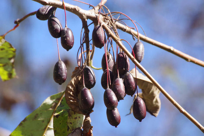 Water Tupelo 100-120 cm (Nyssa aquatica)