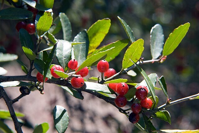 Yaupon Planta 20-40 cm (Ilex vomitoria)