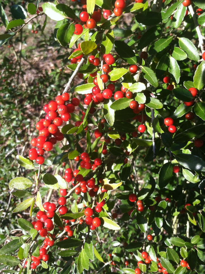 Yaupon Planta 20-40 cm (Ilex vomitoria)