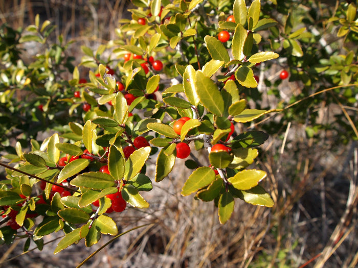 Yaupon Planta 20-40 cm (Ilex vomitoria)