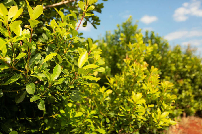 Yerba Mate 'GARDEN 2 CUP®' 50-80 cm (Ilex paraguariensis)