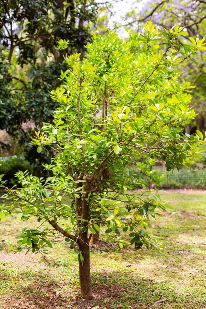 Yerba Mate 'GARDEN 2 CUP®' 50-80 cm (Ilex paraguariensis)