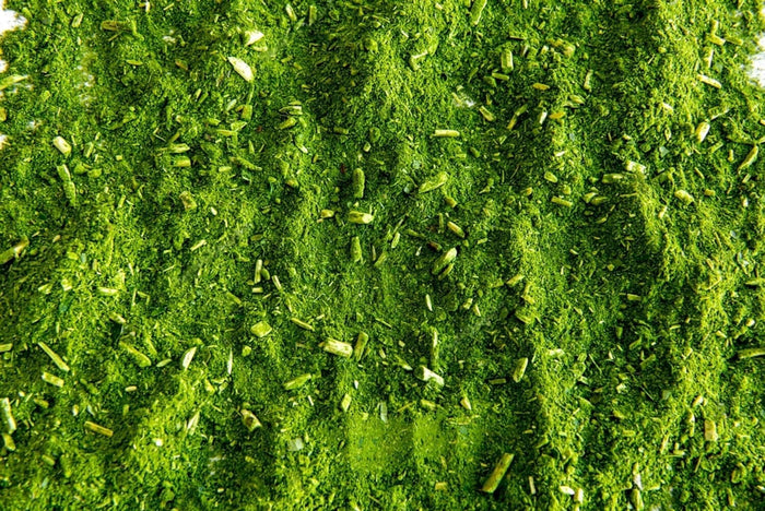 Yerba Mate 'GARDEN 2 CUP®' 50-80 cm (Ilex paraguariensis)