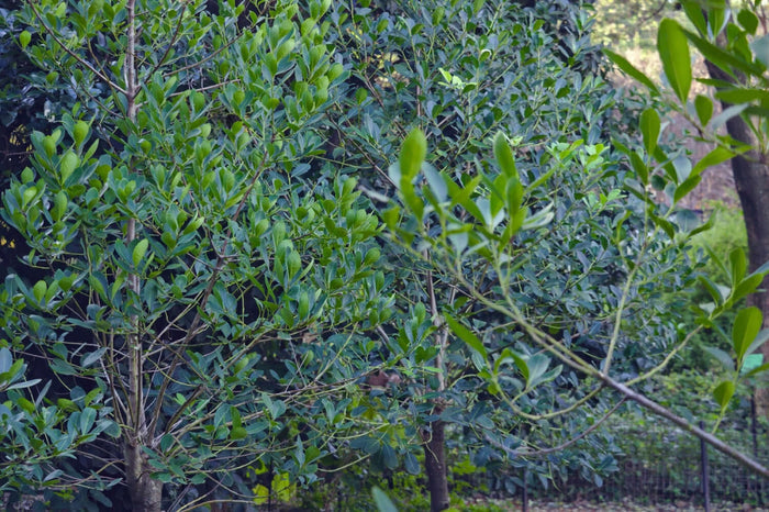 Yerba Mate 'GARDEN 2 CUP®' 50-80 cm (Ilex paraguariensis)