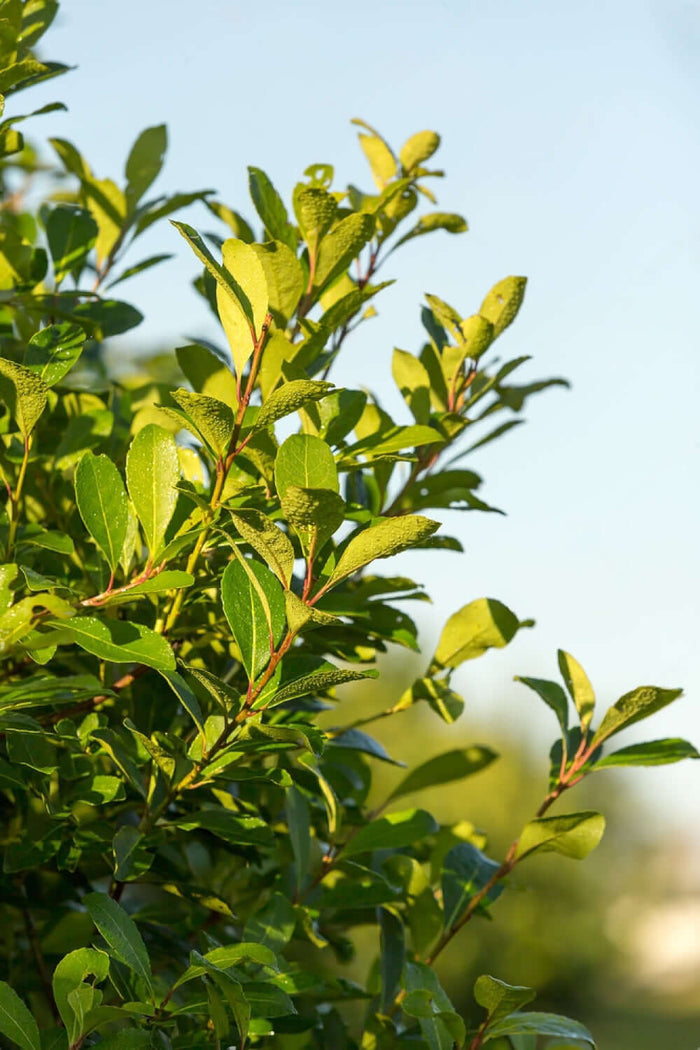 Yerba Mate 'GARDEN 2 CUP®' 50-80 cm (Ilex paraguariensis)