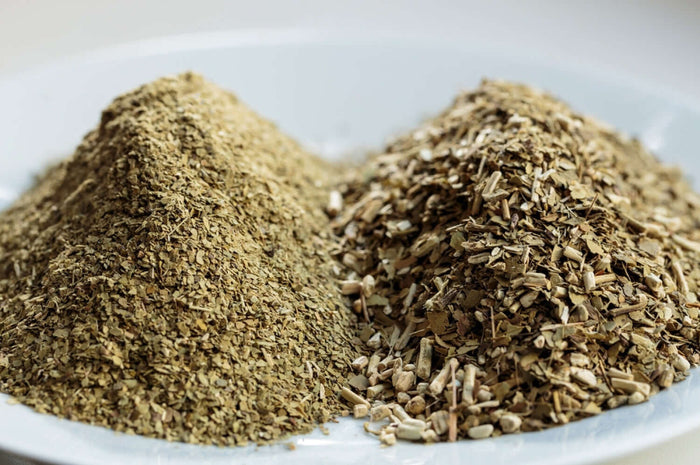 Yerba Mate 'GARDEN 2 CUP®' 50-80 cm (Ilex paraguariensis)